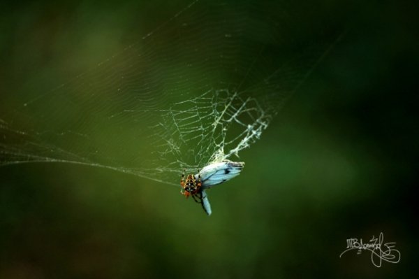 Фотовиставка Тетяни Должко